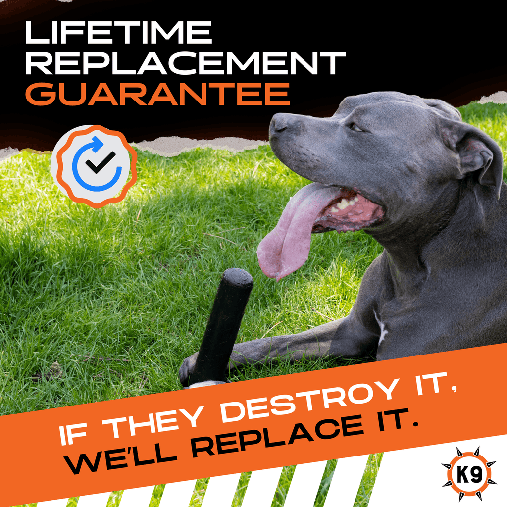 Dog enjoying the Best Dog Chew Stick for Aggressive Chewers with a lifetime replacement guarantee.