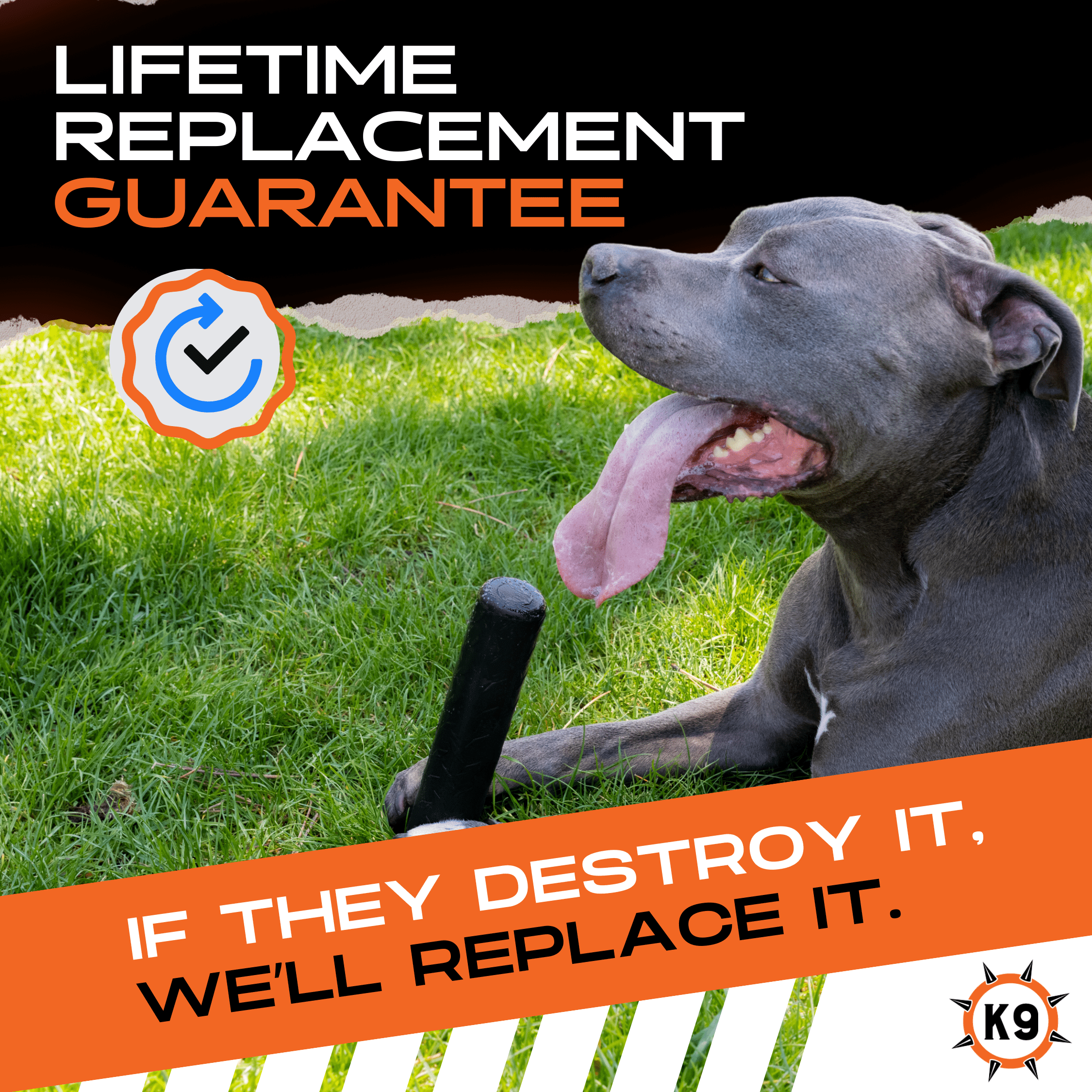 Dog enjoying the Best Dog Chew Stick for Aggressive Chewers with a lifetime replacement guarantee.
